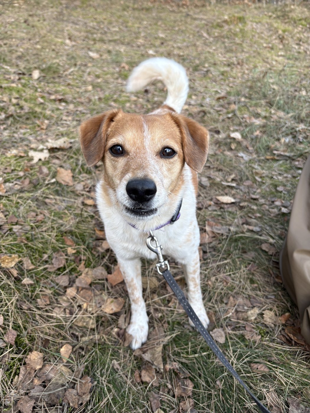 Fanny, a ginger-and-white dog, looking up at the camera on a walk
